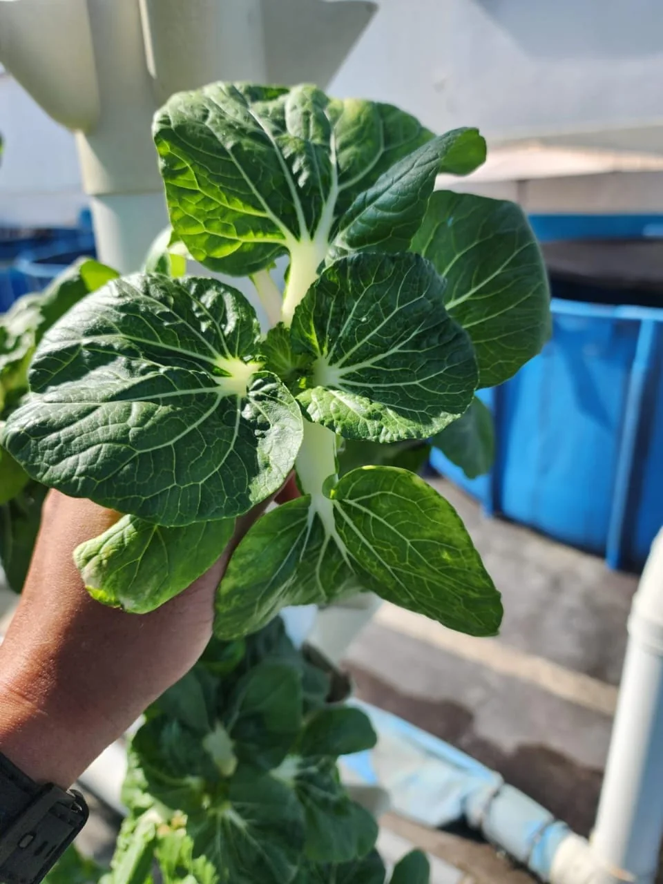 Healthy leafy green crop
