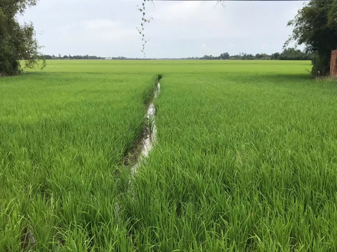 Green paddy field with an irrigation channel
